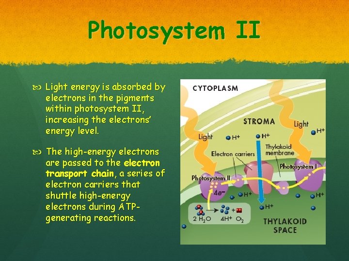 Photosystem II Light energy is absorbed by electrons in the pigments within photosystem II,