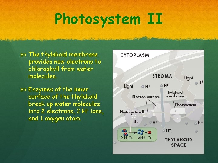 Photosystem II The thylakoid membrane provides new electrons to chlorophyll from water molecules. Enzymes