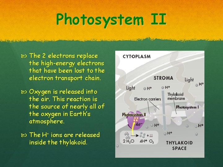 Photosystem II The 2 electrons replace the high-energy electrons that have been lost to