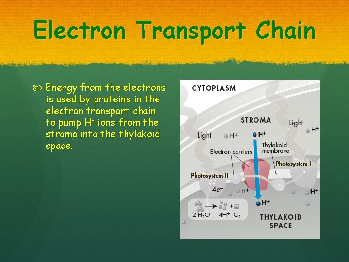 Electron Transport Chain Energy from the electrons is used by proteins in the electron