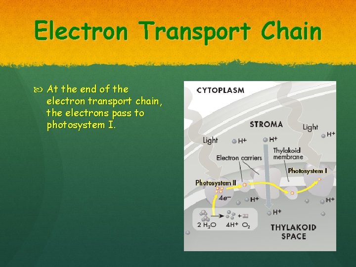 Electron Transport Chain At the end of the electron transport chain, the electrons pass