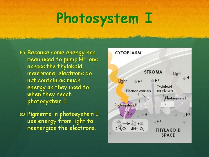 Photosystem I Because some energy has been used to pump H+ ions across the