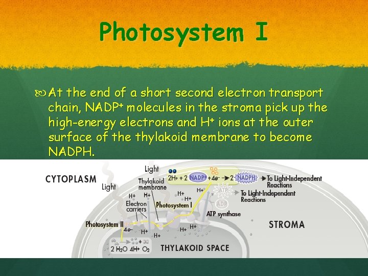 Photosystem I At the end of a short second electron transport chain, NADP+ molecules