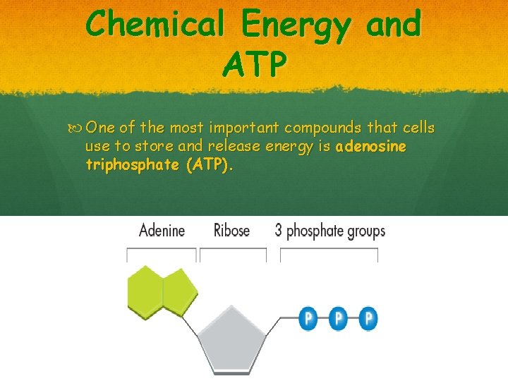Chemical Energy and ATP One of the most important compounds that cells use to