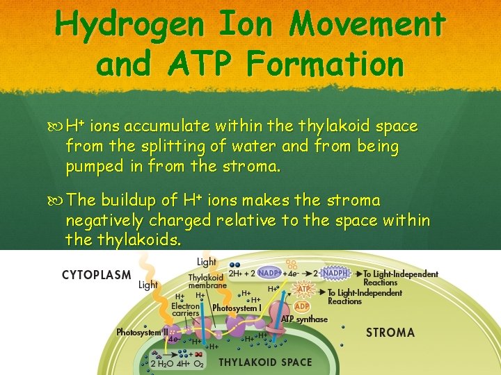 Hydrogen Ion Movement and ATP Formation H+ ions accumulate within the thylakoid space from
