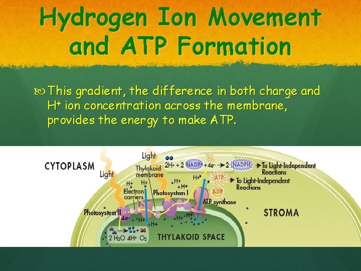 Hydrogen Ion Movement and ATP Formation This gradient, the difference in both charge and