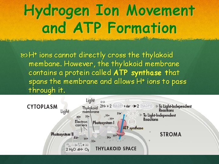 Hydrogen Ion Movement and ATP Formation H+ ions cannot directly cross the thylakoid membane.