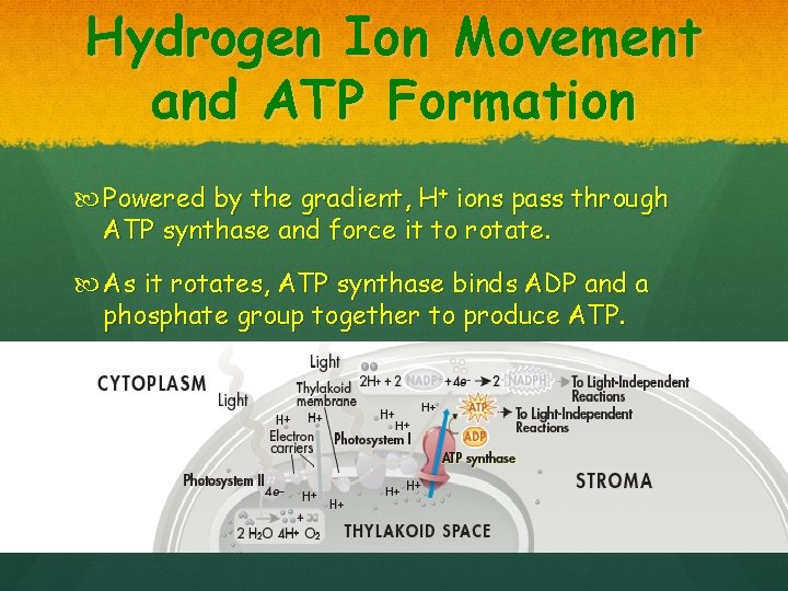 Hydrogen Ion Movement and ATP Formation Powered by the gradient, H+ ions pass through