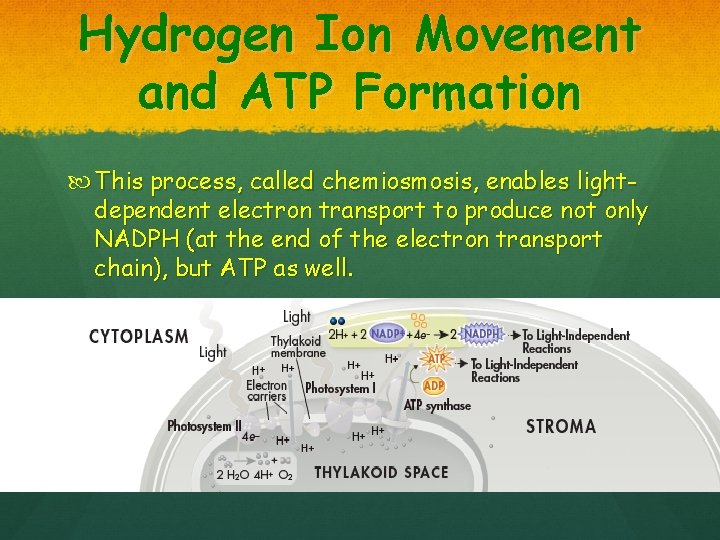 Hydrogen Ion Movement and ATP Formation This process, called chemiosmosis, enables lightdependent electron transport
