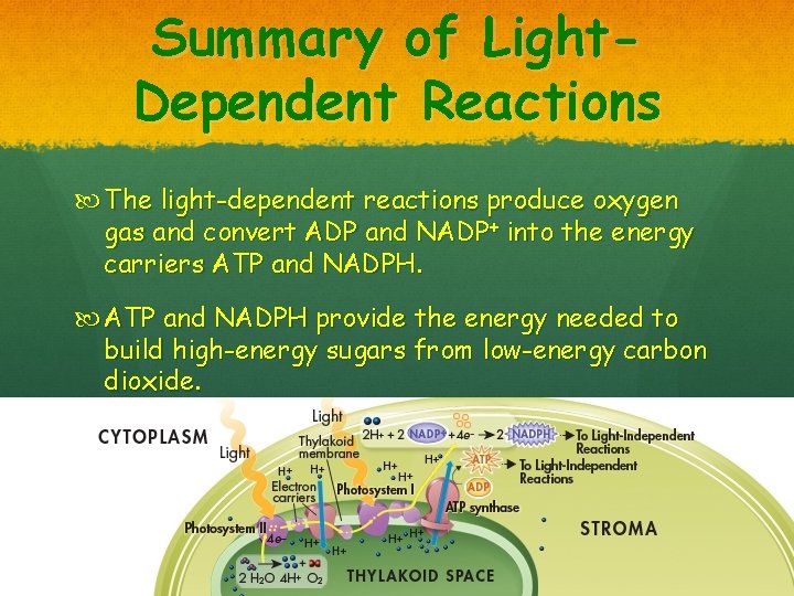 Summary of Light. Dependent Reactions The light-dependent reactions produce oxygen gas and convert ADP