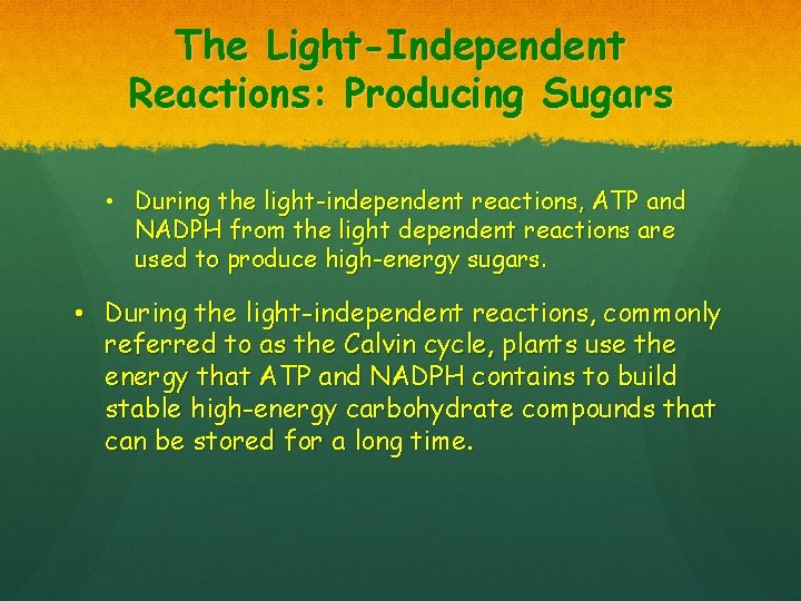 The Light-Independent Reactions: Producing Sugars • During the light-independent reactions, ATP and NADPH from