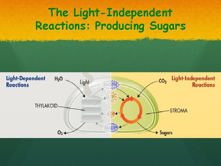 The Light-Independent Reactions: Producing Sugars 