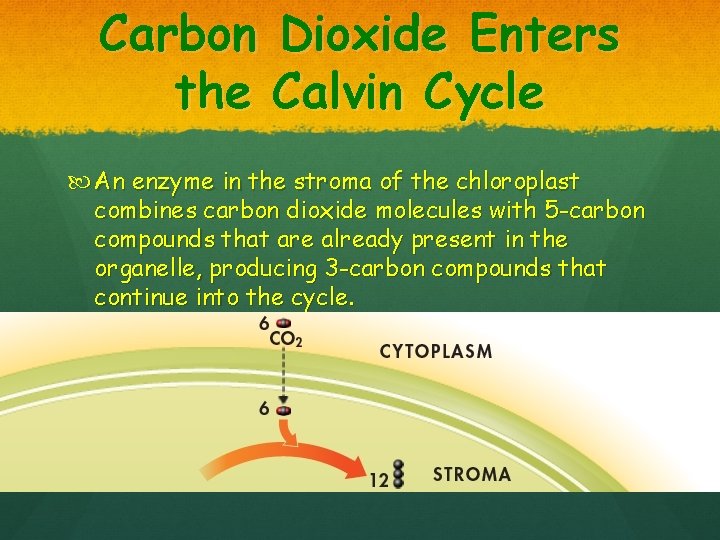 Carbon Dioxide Enters the Calvin Cycle An enzyme in the stroma of the chloroplast