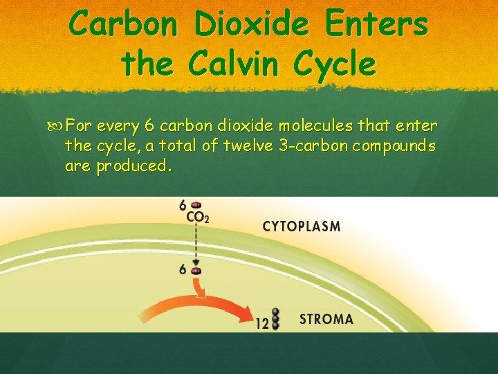 Carbon Dioxide Enters the Calvin Cycle For every 6 carbon dioxide molecules that enter