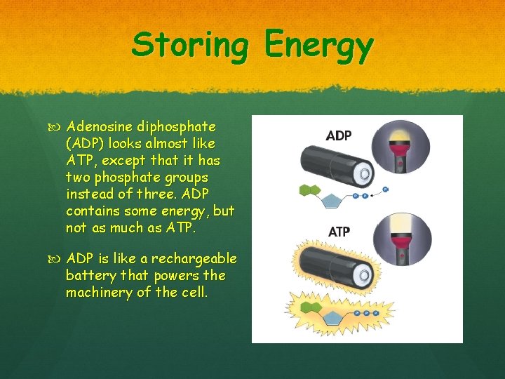 Storing Energy Adenosine diphosphate (ADP) looks almost like ATP, except that it has two