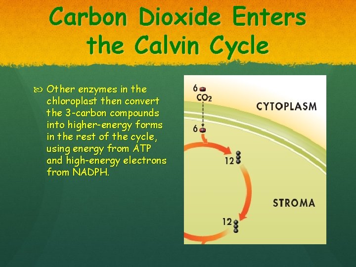Carbon Dioxide Enters the Calvin Cycle Other enzymes in the chloroplast then convert the
