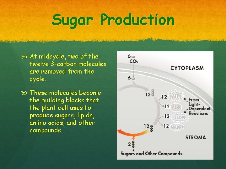 Sugar Production At midcycle, two of the twelve 3 -carbon molecules are removed from