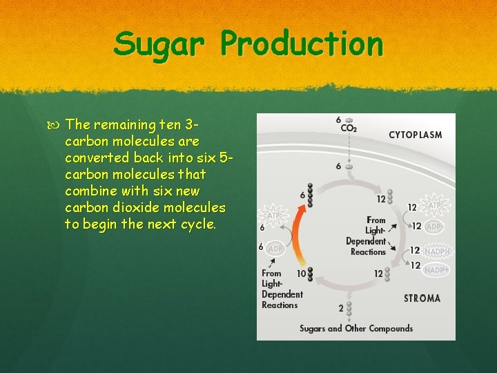 Sugar Production The remaining ten 3 carbon molecules are converted back into six 5