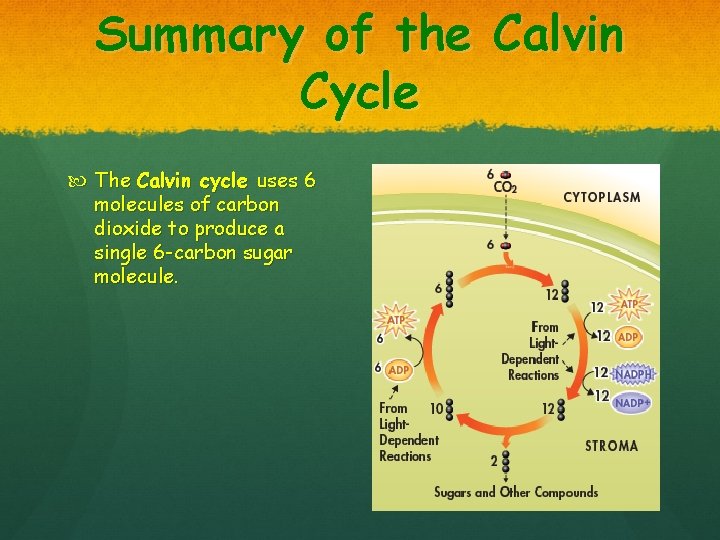 Summary of the Calvin Cycle The Calvin cycle uses 6 molecules of carbon dioxide