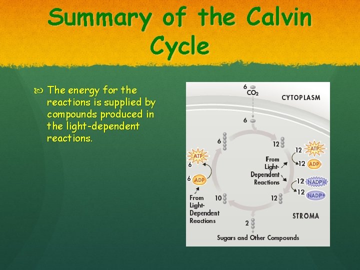 Summary of the Calvin Cycle The energy for the reactions is supplied by compounds