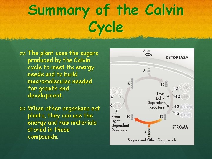 Summary of the Calvin Cycle The plant uses the sugars produced by the Calvin