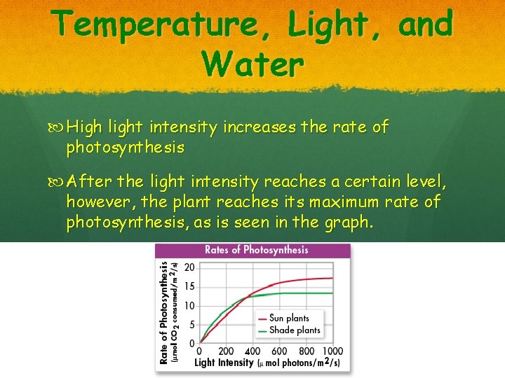 Temperature, Light, and Water High light intensity increases the rate of photosynthesis After the