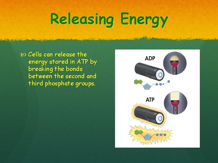 Releasing Energy Cells can release the energy stored in ATP by breaking the bonds