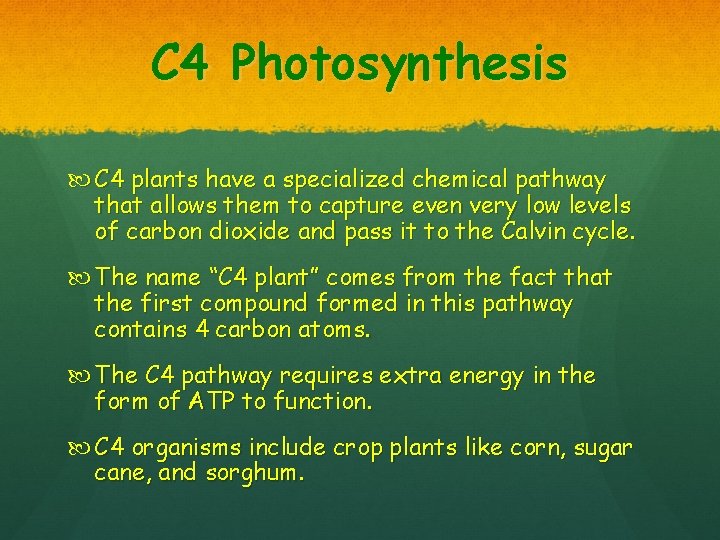 C 4 Photosynthesis C 4 plants have a specialized chemical pathway that allows them