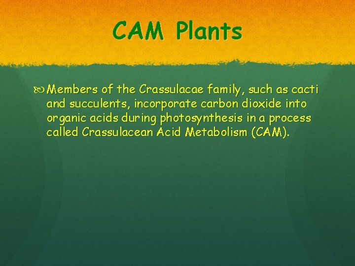 CAM Plants Members of the Crassulacae family, such as cacti and succulents, incorporate carbon