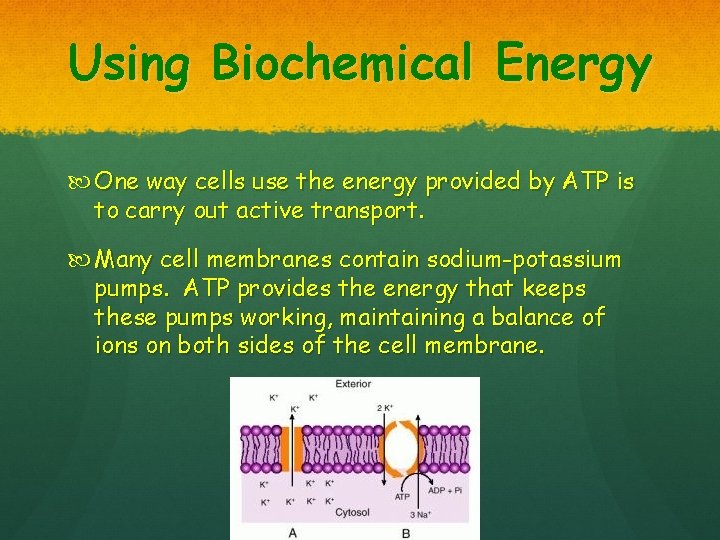 Using Biochemical Energy One way cells use the energy provided by ATP is to