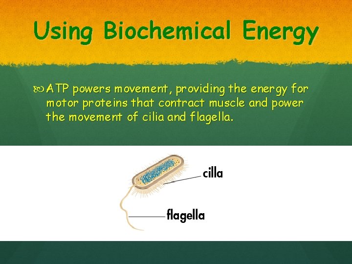 Using Biochemical Energy ATP powers movement, providing the energy for motor proteins that contract