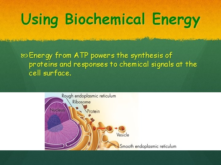Using Biochemical Energy from ATP powers the synthesis of proteins and responses to chemical