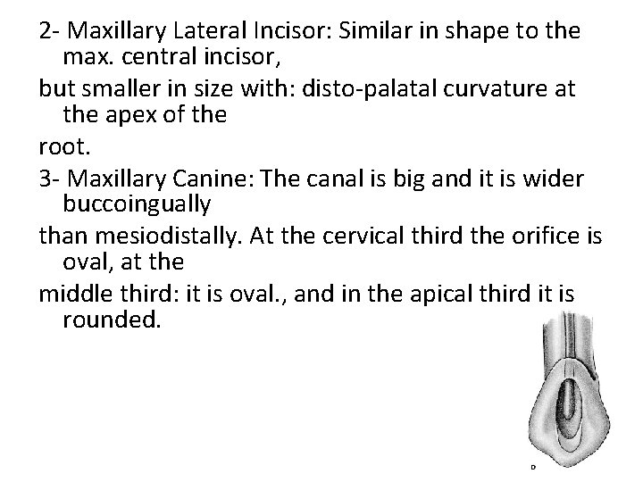 2 - Maxillary Lateral Incisor: Similar in shape to the max. central incisor, but