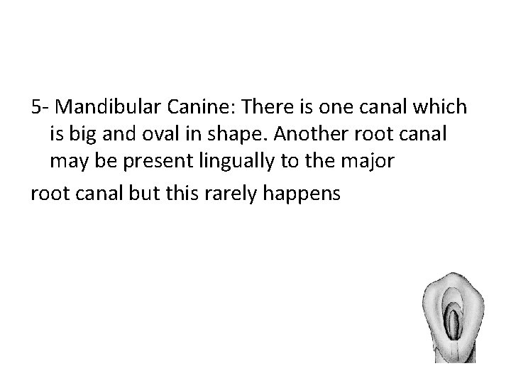 5 - Mandibular Canine: There is one canal which is big and oval in