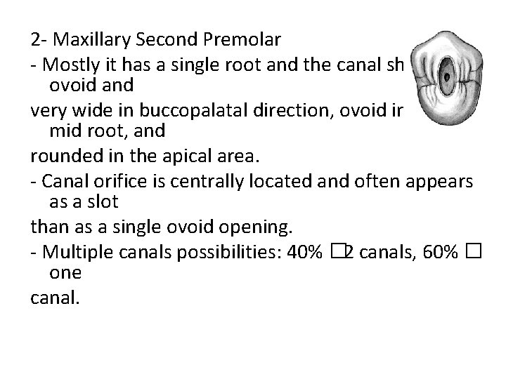 2 - Maxillary Second Premolar - Mostly it has a single root and the