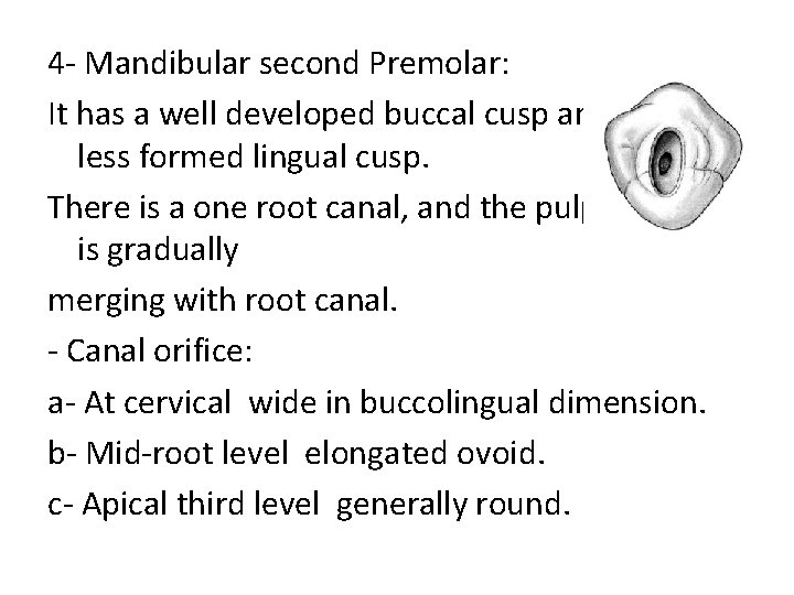 4 - Mandibular second Premolar: It has a well developed buccal cusp and much