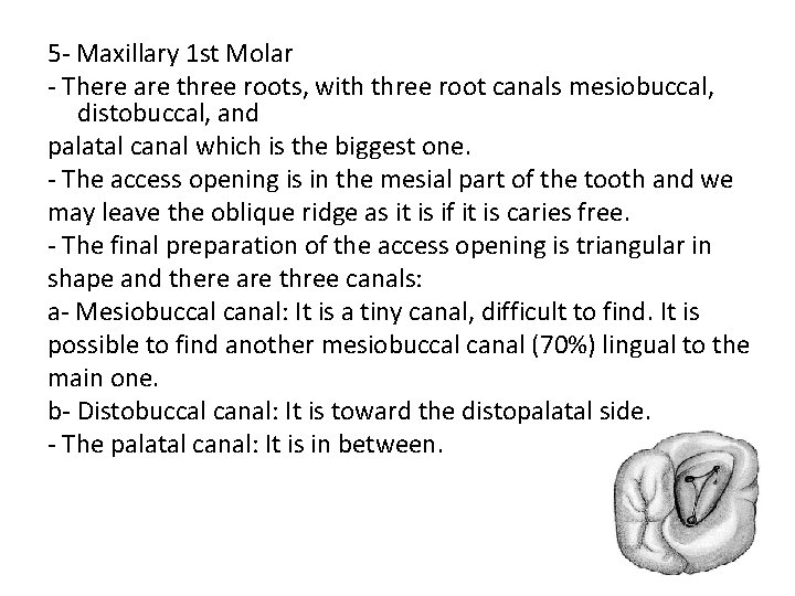 5 - Maxillary 1 st Molar - There are three roots, with three root