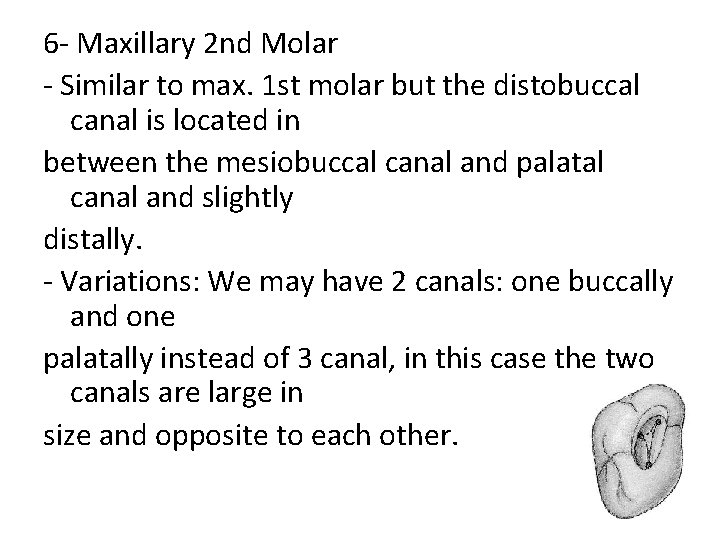 6 - Maxillary 2 nd Molar - Similar to max. 1 st molar but