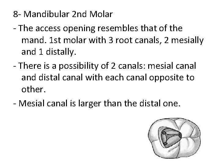 8 - Mandibular 2 nd Molar - The access opening resembles that of the