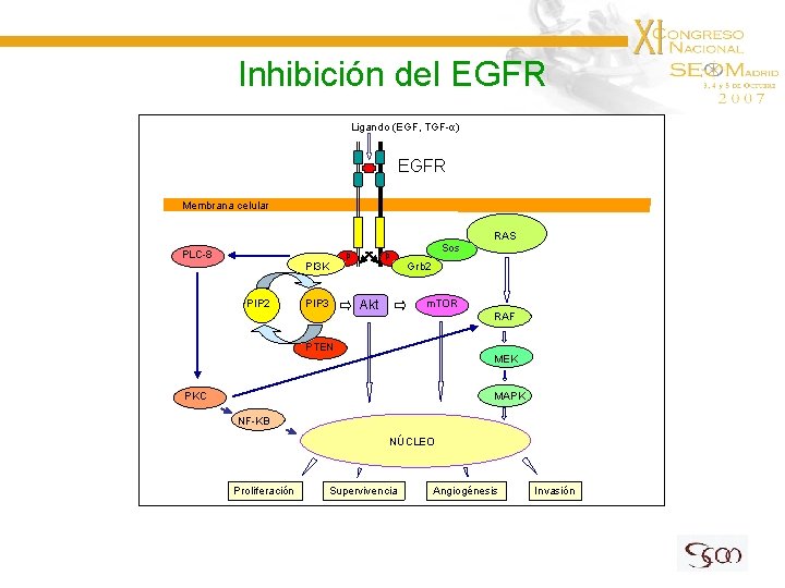 Inhibición del EGFR Ligando (EGF, TGF-α) EGFR Membrana celular RAS PLC-8 p p PI