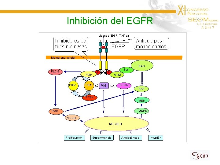 Inhibición del EGFR Ligando (EGF, TGF-α) Inhibidores de tirosín-cinasas EGFR Anticuerpos monoclonales Membrana celular