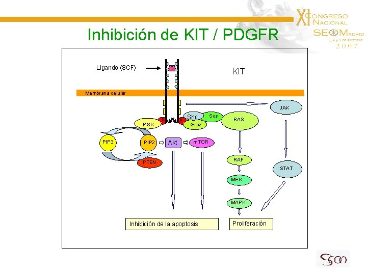 Inhibición de KIT / PDGFR Ligando (SCF) KIT Membrana celular JAK p p PI