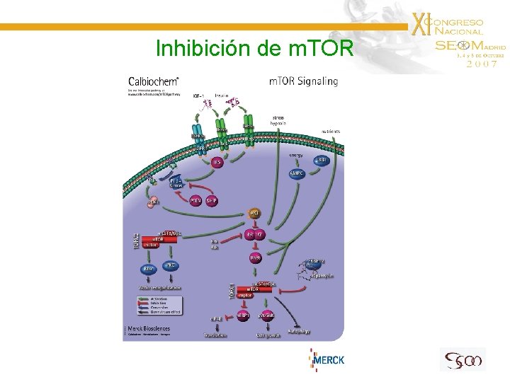 Inhibición de m. TOR 