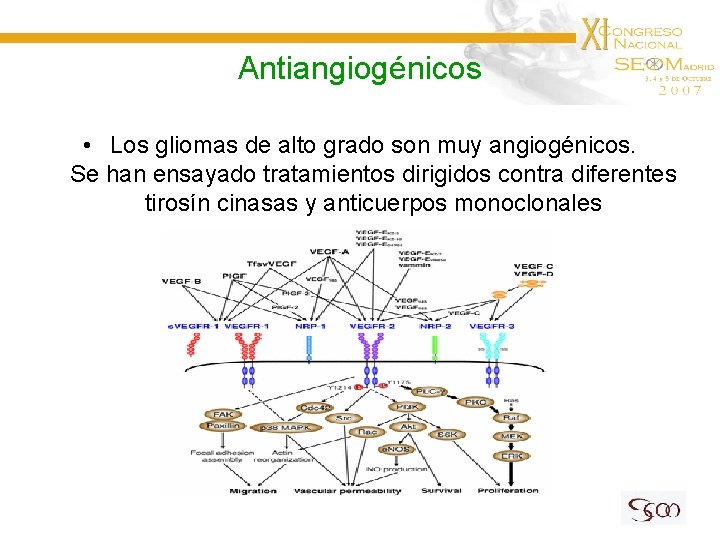 Antiangiogénicos • Los gliomas de alto grado son muy angiogénicos. Se han ensayado tratamientos