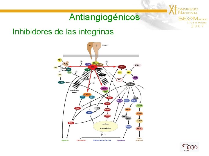 Antiangiogénicos Inhibidores de las integrinas 