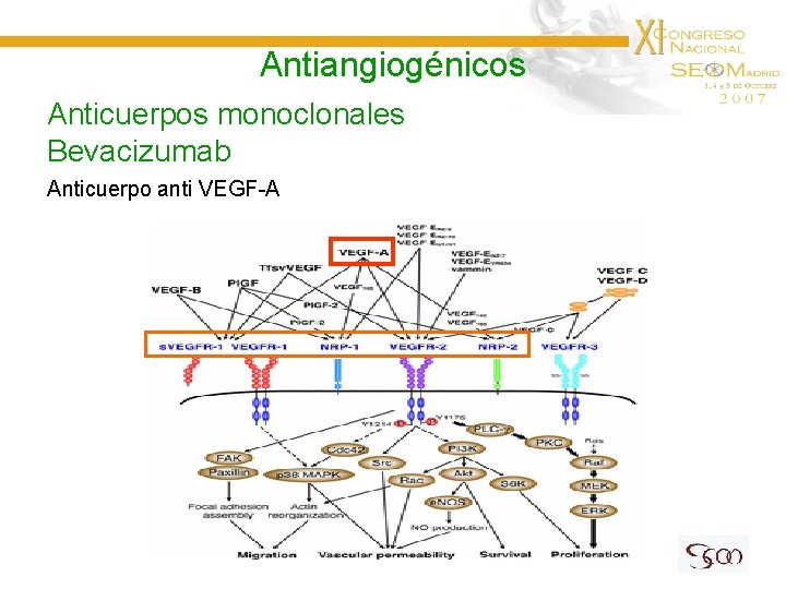 Antiangiogénicos Anticuerpos monoclonales Bevacizumab Anticuerpo anti VEGF-A 