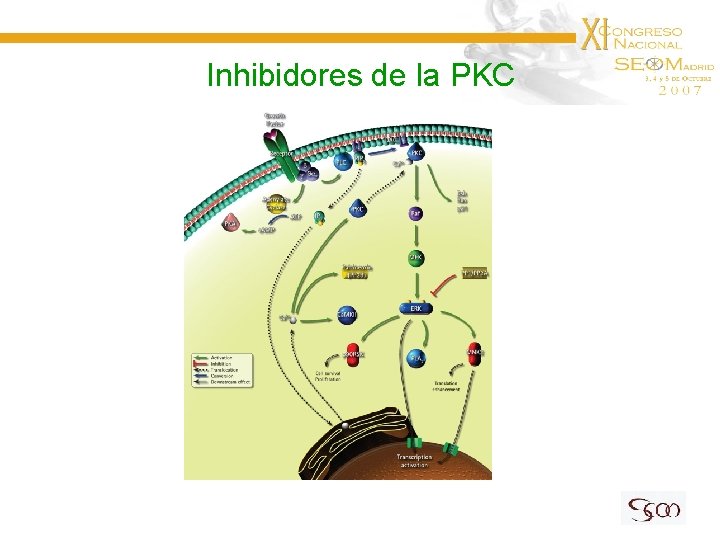 Inhibidores de la PKC 