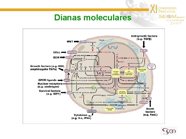 Dianas moleculares 