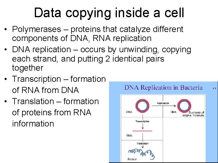 Data copying inside a cell • Polymerases – proteins that catalyze different components of