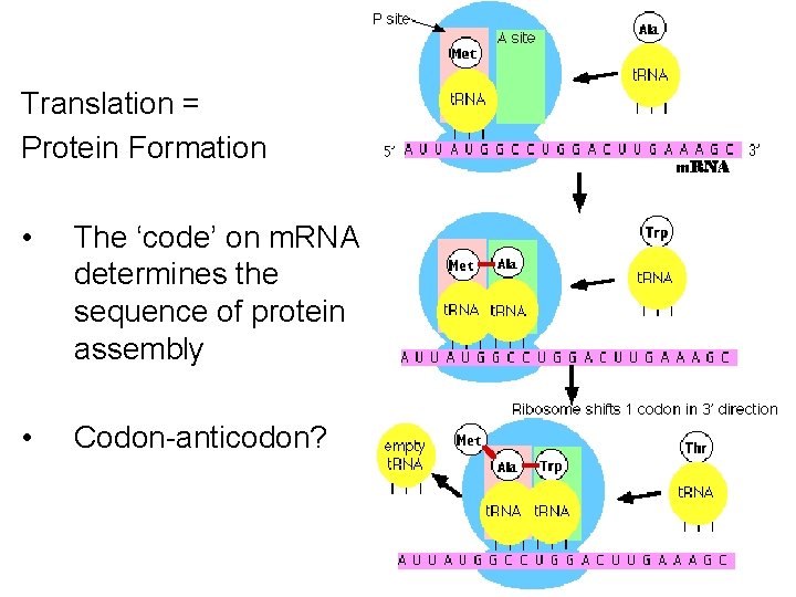 Translation = Protein Formation • The ‘code’ on m. RNA determines the sequence of